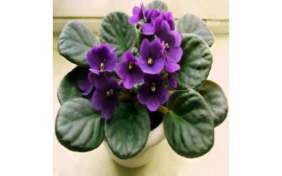 معرفی گیاه بنفشه آفریقایی و شرایط نگهداری آن..