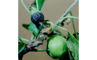 آتشک سیب و گلابی