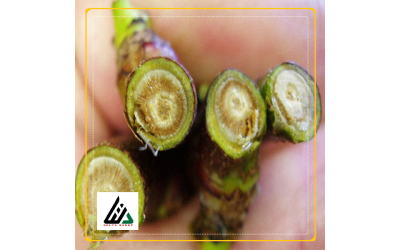 پوسیدگی آرمیلاریایی درختان میوه هسته دار و دانه دار